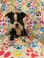 Elvira , a female Boston Terrier for sale in Durham, NC – 1 of 4