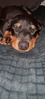 Cairo, a male Doberman Pinscher for sale in Mebane, NC – 3 of 6