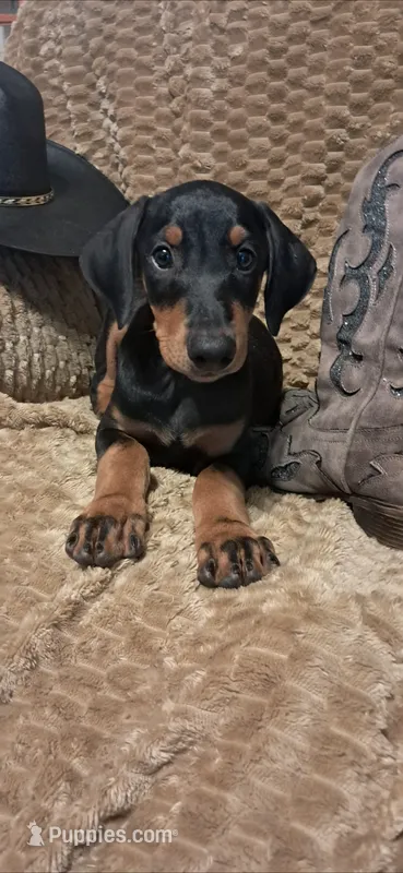 Alaska – Doberman Pinscher puppy for sale in Mebane, NC