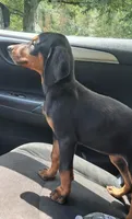Oregon , a male Doberman Pinscher for sale in Mebane, NC – 2 of 10