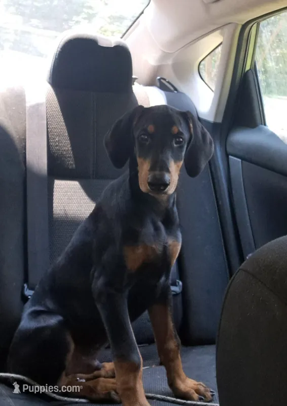 Oregon  – Doberman Pinscher puppy for sale in Mebane, NC
