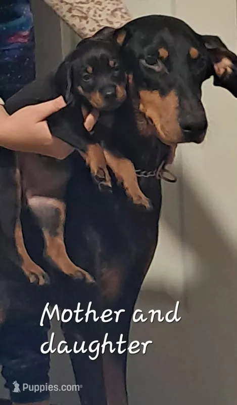 Alaska – Doberman Pinscher puppy for sale in Mebane, NC
