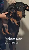 Alaska, a female Doberman Pinscher for sale in Mebane, NC – 1 of 4