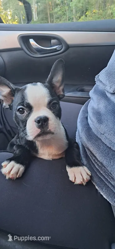 Elvira  – Boston Terrier puppy for sale in Durham, NC
