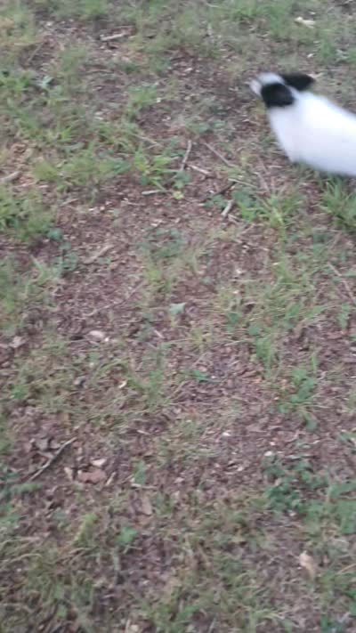 Nova, a female Pomeranian for sale in Mebane, NC – 3 of 3