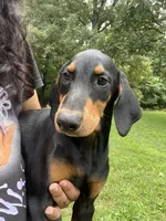 Zeus , a male Doberman Pinscher for sale in Mebane, NC – 2 of 4