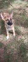 Turbo , a male German Shepherd Dog for sale in Hillsborough, NC – 3 of 4