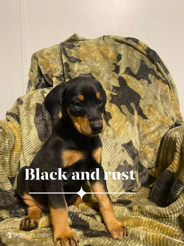 Jericho  – Doberman Pinscher puppy for sale in Mebane, NC