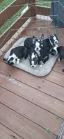 Salem , a female Boston Terrier for sale in Durham, NC – 3 of 4