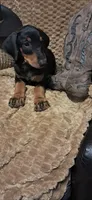 Alaska, a female Doberman Pinscher for sale in Mebane, NC – 3 of 4