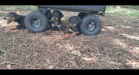 Jericho , a male Doberman Pinscher for sale in Mebane, NC – 8 of 8