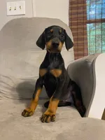Alaska , a female Doberman Pinscher for sale in Mebane, NC – 2 of 6