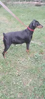 Capri, a female Doberman Pinscher for sale in Mebane, NC – 3 of 5