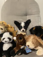 Levi , a female Papillon for sale in Mebane, NC – 4 of 5
