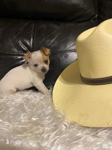 Gizmo  – Chihuahua puppy for sale in Mebane, NC