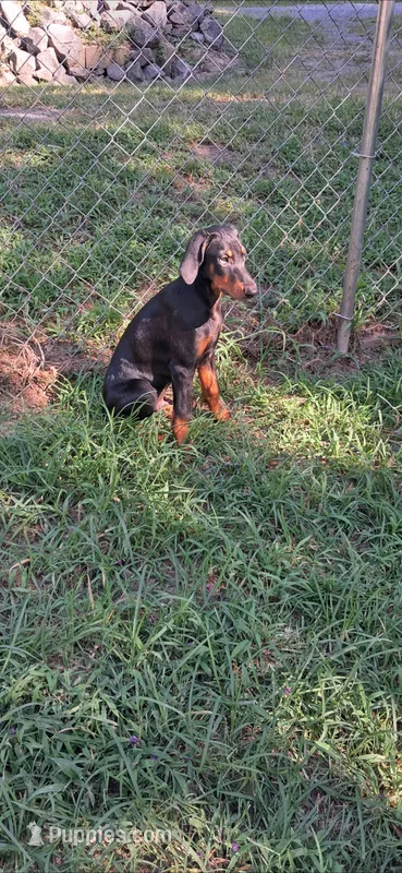 Konin  – Doberman Pinscher puppy for sale in Mebane, NC