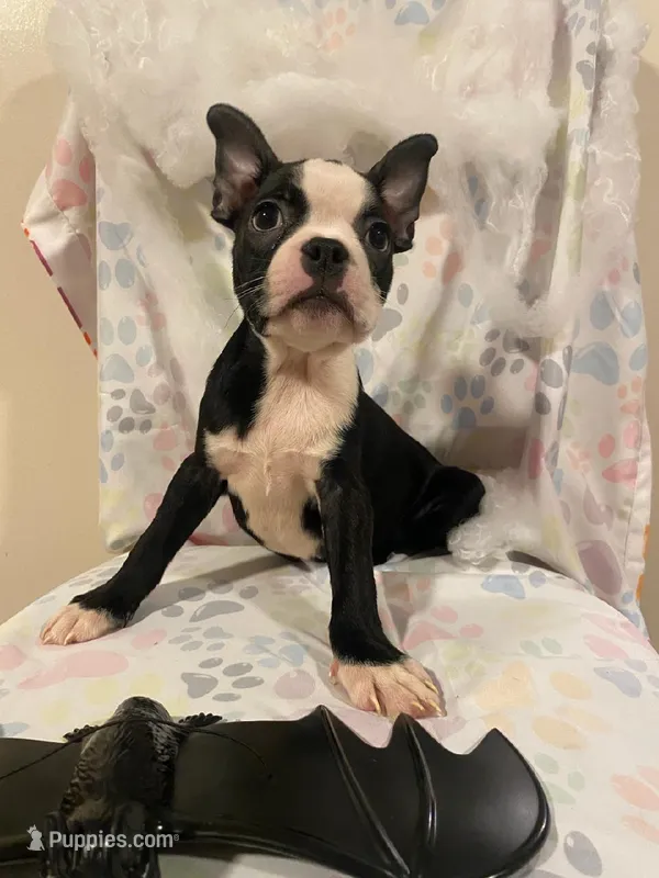 Pumpkin   – Boston Terrier puppy for sale in Durham, NC