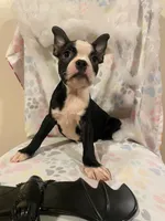 Pumpkin  , a female Boston Terrier for sale in Durham, NC – 1 of 4