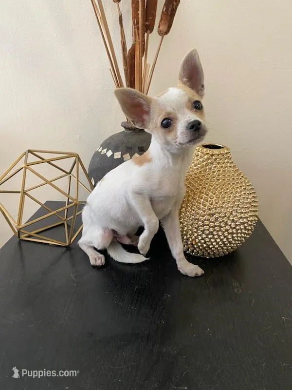 Vinny – Chihuahua puppy for sale in Hillsborough, NC