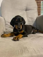Alaska , a female Doberman Pinscher for sale in Mebane, NC – 6 of 6
