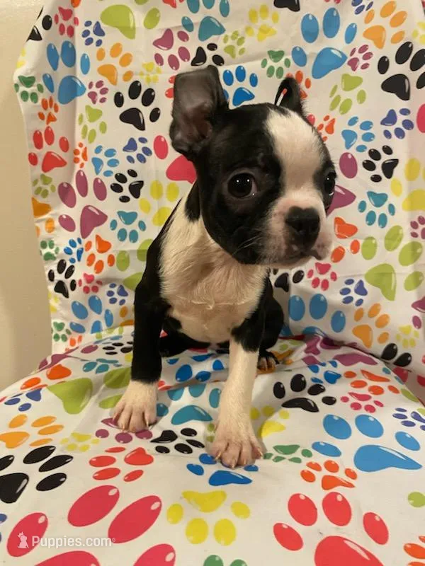 Salem  – Boston Terrier puppy for sale in Durham, NC