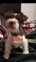 Valley, a female Miniature Schnauzer for sale in Mebane, NC – Photo 1 of 4