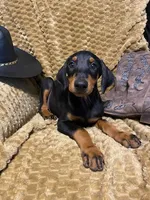 Bristol, a female Doberman Pinscher for sale in Mebane, NC – 1 of 4