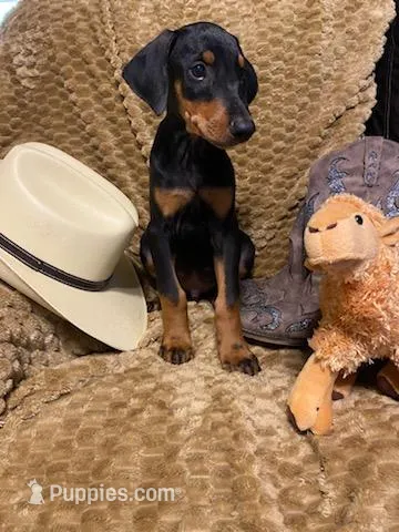 Konin  – Doberman Pinscher puppy for sale in Mebane, NC