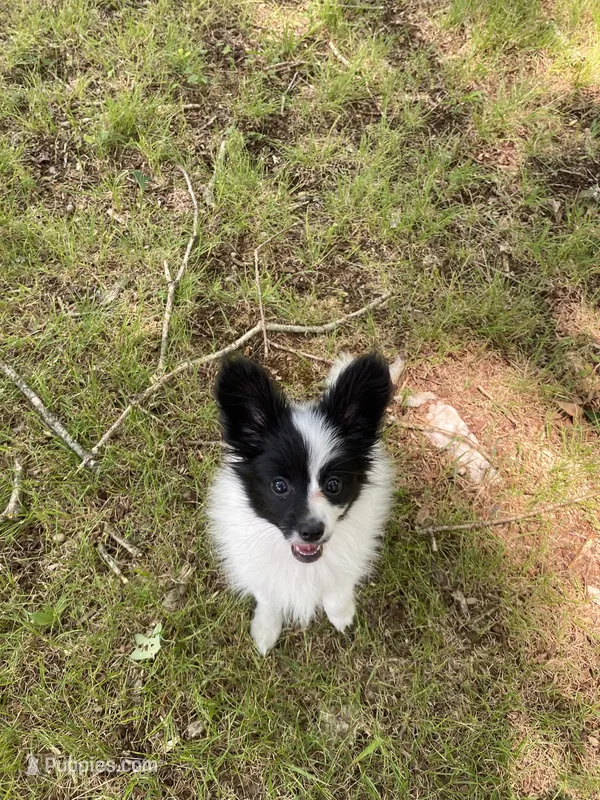 Nova – Pomeranian puppy for sale in Mebane, NC