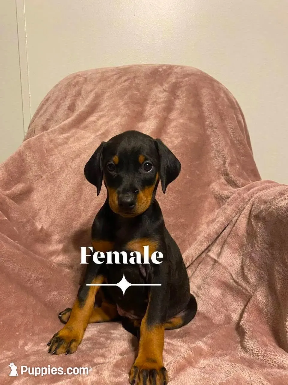 Salem , a female Doberman Pinscher for sale in Mebane, NC – 1 of 1