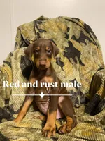 Zion , a male Doberman Pinscher for sale in Mebane, NC – 2 of 6