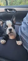 Winter, a female Boston Terrier for sale in Durham, NC – 7 of 8
