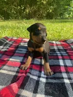 Cairo , a male Doberman Pinscher for sale in Mebane, NC – 7 of 10