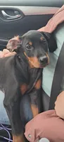 Capri, a female Doberman Pinscher for sale in Mebane, NC – 4 of 5
