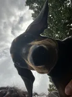 Zeus , a male Doberman Pinscher for sale in Mebane, NC – 3 of 4