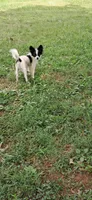 Luigi, a male Pomchi for sale in Mebane, NC – 3 of 3