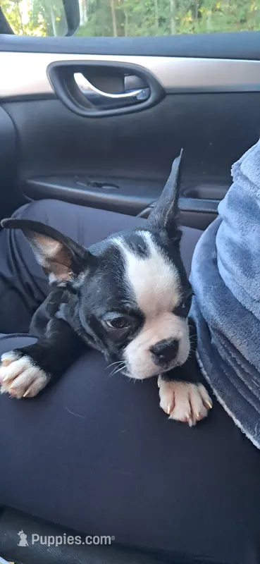 Hocus – Boston Terrier puppy for sale in Durham, NC