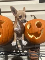 Freya, a female Chihuahua for sale in Hillsborough, NC – 4 of 4