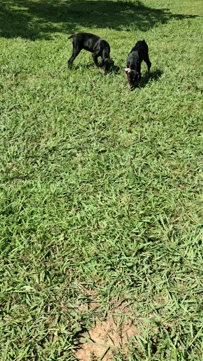 Capri, a female Doberman Pinscher for sale in Hillsborough, NC – 3 of 3