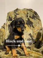 Alaska, a female Doberman Pinscher for sale in Mebane, NC – 3 of 4