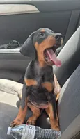 Bristol, a female Doberman Pinscher for sale in Mebane, NC – 4 of 4