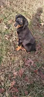 Cairo, a male Doberman Pinscher for sale in Mebane, NC – 2 of 2