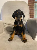 Alaska , a female Doberman Pinscher for sale in Mebane, NC – 5 of 6