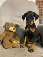 Jericho , a female Doberman Pinscher for sale in Mebane, NC – 7 of 8