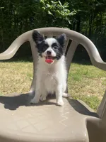Levi , a male Papillon for sale in Mebane, NC – 2 of 2