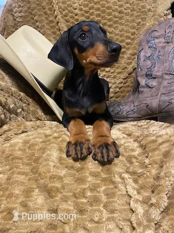 Oregon  – Doberman Pinscher puppy for sale in Mebane, NC
