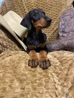 Oregon , a male Doberman Pinscher for sale in Mebane, NC – 1 of 1