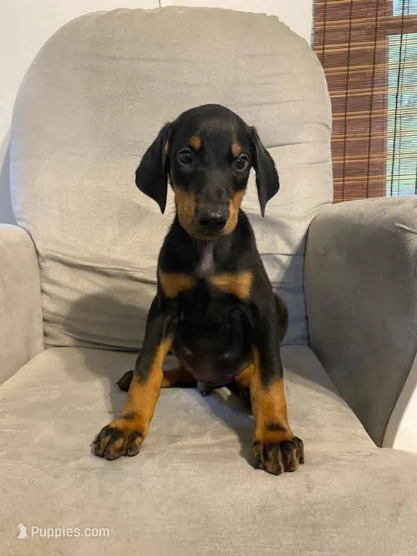 Alaska  – Doberman Pinscher puppy for sale in Mebane, NC