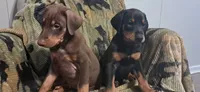 Jericho , a male Doberman Pinscher for sale in Mebane, NC – 3 of 5