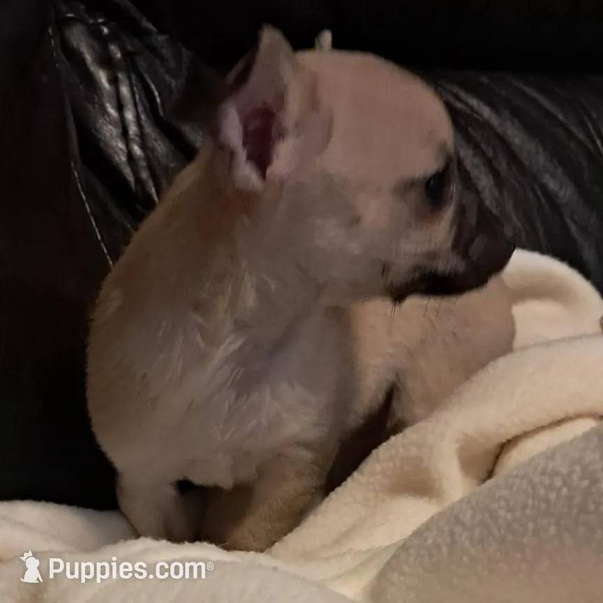 Poppy , a female Chihuahua for sale in Mebane, NC – Photo 2 of 3